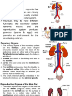 Rat Urinary and Reproductive System