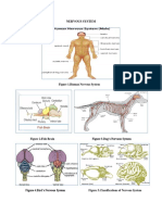 Nervous System Report