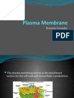 Plasma Membrane: Rosendo Gonzalez 10/25/2010 AP Bio