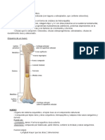 Tejido Óseo