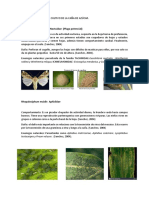 Informe de Plagas Del Cultivo de La Caña de Azúcar. Practica