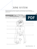 Endocrine System