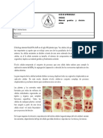 Ciclo Celular Mitosis y Ca Ncer 1 PDF