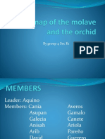 Molave