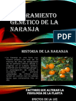 Mejoramiento Genético de La Naranja