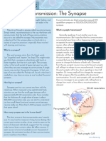 Brain Brief Synapse Final