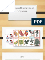 Biological Hierarchy of Organism