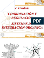 Power Point Sistema Nervioso