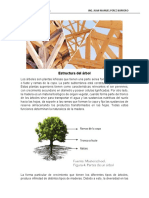 Estructura Del Árbol