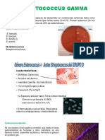 Streptococcus Gamma