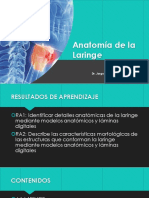 Anatomía de La Laringe