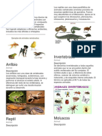 Animales Vertebrados e Invertebrados