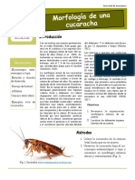 Diseccion de Cucaracha