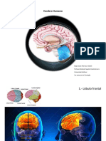 El Cerebro Humano