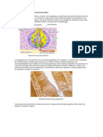 Anatomía Del Órgano Sensorial Del Gusto