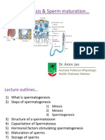 Spermatogenesis