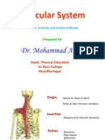 Muscular System Muscular System: Dr. Mohammad Ahsan