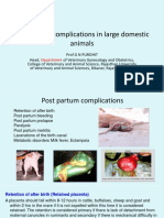 Vet Obst Lecture 12 Postpartum Complications in Large Domestic Animals