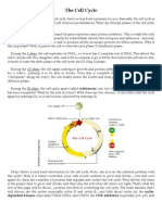 The Cell Cycle & Apoptosis