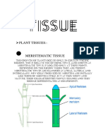 Plant Tissues