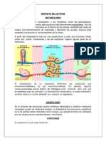 Metabolismo