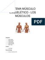 Sistema Musculo Esquelético 