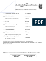 Photosynthesis N Respiration Review Worksheet