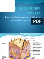 1 - Integumentary System