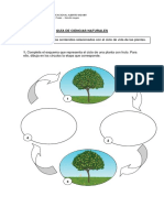 Guìa Ciclo de Vida de Las Plantas