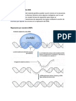 Reparación de DNA