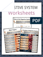 Worksheets: Digestive System