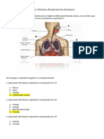 Prueba Sistema Respiratorio 4