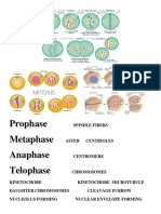 Prophase Metaphase Anaphase Telophase: Spindle Fibers