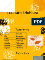 Trichuris Trichiura