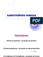 Gametogênese Humana