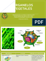 4to ORGANELOS PRESENTACIONES