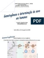 2 - Gametogênese e Determinação Do Sexo em Humanos