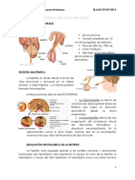 Fisiología de La Hipófisis