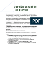 Produccion Sexual D Elas Plantas