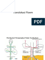 Translokasi Floem