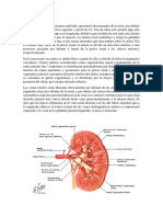 Irrigación Renal