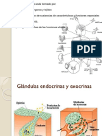 Clase Sistema Endócrino