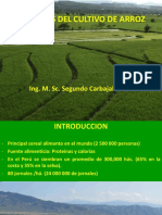 Plagas Del Cultivo de Arroz 