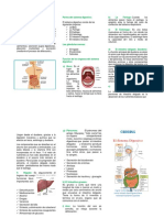 Sistema Digestivo Folleto