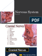 Nervous System: Mammalia