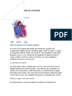 Cómo Funciona El Corazón