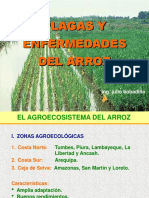 Arroz - Agroecosistema, Plagas y Recomendaciones