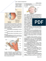 Histologia Da Visão/olho.