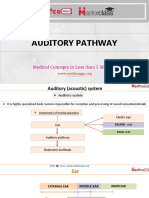 Auditory Pathway