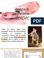 Calendario Vacunacion en Cerdos PDF